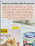 پودر جوانه گندم وین استار اورجینال
