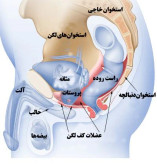 برای بهبود کیفیت روابط زناشویی؛ تقویتکننده و مکمل گیاهی ویژه آقایان و بانوان